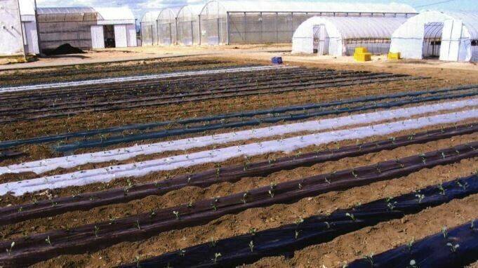 Acolchados biodegradables|acolchado THM